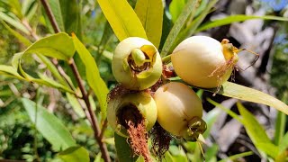 Rose Apple Syzygium jambos  equatorial Plant fruiting outdoors at Canadian Latitude [upl. by Harrison]