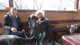 Great Dane Lovers INC Ballarat walk 28 8 2022 [upl. by Copp]