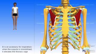 The Pectoralis Minor [upl. by Mateusz217]