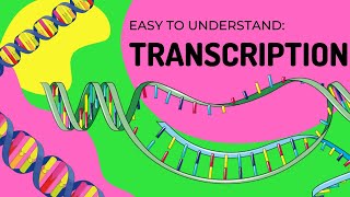 Protein Synthesis  Transcription [upl. by Aniretake]