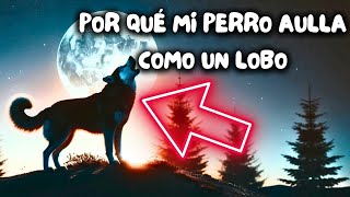 Los Perros aullan como los Lobos pero aún no sabes por qué [upl. by Ecnerual]