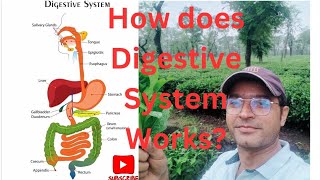 How does Digestive System Work Pachan Tantra Digestive System [upl. by Oile]