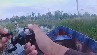 Casting toman bunga rawa Kalimantan ‼️ CASTING KERANDANG  Episode 97 Mancing Ikan Kerandang [upl. by Lemmor]