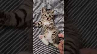 miao miao cat song 😺 shorts youtube [upl. by Eugnimod]