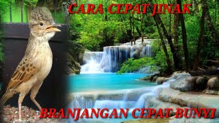 CARA CEPAT BRANJANGAN PARVA JINAK DAN GACOR [upl. by Elletsyrc708]