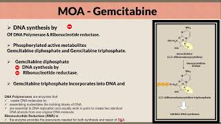 Gemcitabine Mechanism of Action in a nutshell [upl. by Franzen]