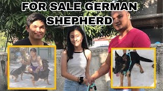 FOR SALE GERMAN SHEPHERD [upl. by Areem237]