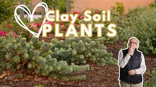 Plants for Clay Soil while you amend it [upl. by Schoenberg832]