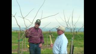 Pistachio Pruning amp Training  Years 1 amp 2 [upl. by Pacifica64]