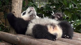 【電池切れッ♪】🐼突然睡魔に襲われる赤ちゃんパンダｗ🌟【成都パンダ基地】Baby panda☆Suddenly sleep [upl. by Winebaum]