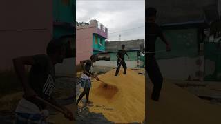 Ide na pelleturu❤️village vibes srikakulam tembur telugu palleturu memories subscribe 👇👇 [upl. by Esiuqcaj]