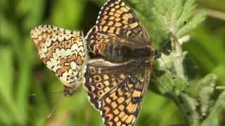 Glanville Fritillary Wheelers Bay Isle of Wight [upl. by Atikram422]