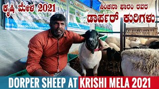 DORPER SHEEP from Sinchanaa Farms at Krishi Mela 2021 Bangalore Karnataka  Everything About Dorper [upl. by Sanson209]