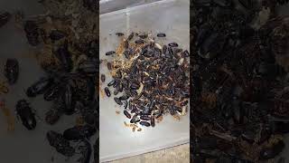 Mealworm mealwormfarming Bettal Mealwormfarming007 Mealworm HUB prograss reel video short [upl. by Otineb437]