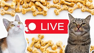 Indoor Playtime  ChipTheManx LIVE livestreamwithyoutube [upl. by Aras]