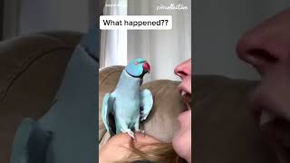 Talking Parrot Interacts Adorably With Owner [upl. by Ainav792]