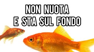 Pesce rosso che sta sul fondo da cosa è causato  Come farlo tornare a nuotare [upl. by Cherye]