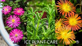 ICE PLANT CARE  Delosperma  potting  watering  sunlight [upl. by Cohlier247]