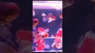 Fish are poikilothermic vertebrates that live in water and breathe with gills fish fishingvideo [upl. by Matless]