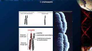 Citologia  Lezione 16 DNA e cromosomi [upl. by Christmann]