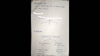 Brachial Plexus Anatomy [upl. by Astrix]