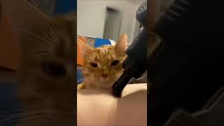 Menacingly cute cats I found  cat cats catvideos trending funny shortvideos kitten cute [upl. by Nylrehs]