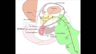 Amygdale  Dictionnaire français audio [upl. by Anselme]