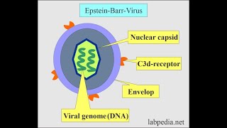 Epstein Barr Virus and Infectious Mononucleosis [upl. by Nidroj]