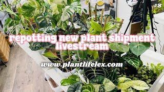 Repotting Plant Shipment amp Chill🪴✨  BLACK FRIDAY PREP HANGOUT  111524 [upl. by Novj]