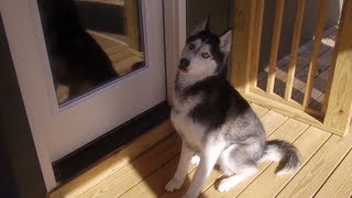 Mishka the Talking Husky says quotOpen the Doorquot [upl. by Vez]