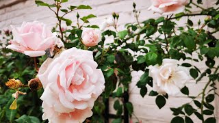 How to Summer Prune a Diseased Old Climbing Rose roses gardening [upl. by Urbano]