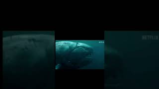 Dunkleosteus vs Helicoprion dunkleosteus helicorpion shorts shortvideo prehistoricseacreatures [upl. by Ardnuasal67]