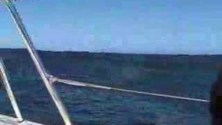 Sailing around the Farallon Islands [upl. by Fred700]