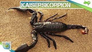 KAISERSKORPION  Alle wichtigen Informationen in 100 Sekunden [upl. by Fiedling]