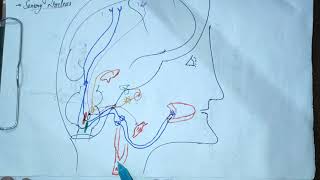 GLOSSOPHARYNGEAL NERVECRANIAL NERVE IXneuroanatomycranialnerve9glossopharynealnervembbsbds [upl. by Modla]