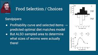 401b Optimal Foraging Theory  Choices Animal Behavior [upl. by Rednasxela]