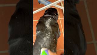 flea powder 🐕‍🦺 rottweiler dog doglover petlover shortvideo shortsfeed fyp everyone [upl. by Hynes744]