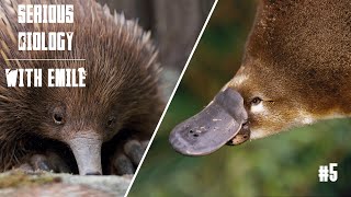 Platypus and echidna egglaying mammals  Serious Biology 5 [upl. by Byrne]