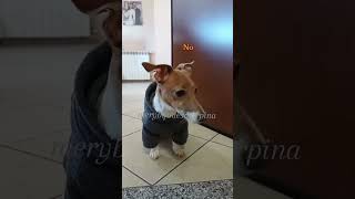 I testimoni di Geova 🤣 merybijouesciarpina jackrussell comedy ucciodesantis testimonidigeova [upl. by Raynor]