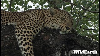 WildEarth  Sunset Safari  13 January 2024 [upl. by Casilde]