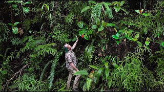 FIELD TRIP WITH PATRICK BLANC IN MOLUCCAS  INDONESIA [upl. by Artemahs398]