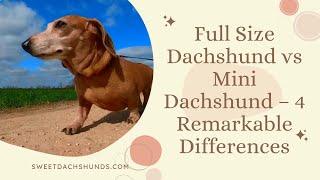 Full Size Dachshund vs Mini Dachshund – 4 Remarkable Differences [upl. by Xanthe216]