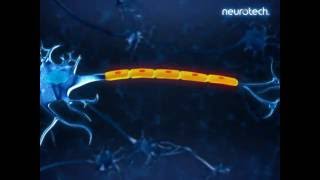 Basics 3 Schwann Cells neurotech [upl. by Naxela]