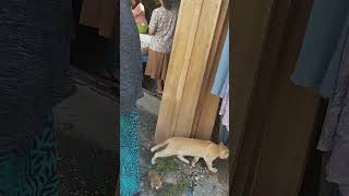 Kucing jantan selesai makan didepan toko [upl. by Sihtam]