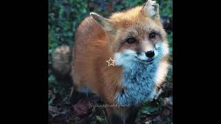 fox edit 🍂🐾⭐️ fox edit [upl. by Innor]