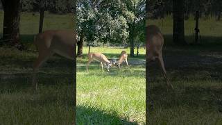 floridadeer florida whitetail bucks fighting antlers whitetailbuck whitetaildeer fyp [upl. by Semele]