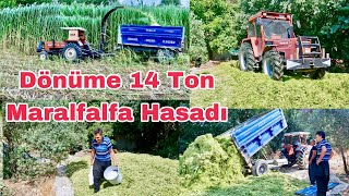 Dekara 14 Ton Maralfalfa Hasadı  Silaj Yapımının Tüm Ayrıntılarını Anlattık [upl. by Amal]