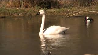 Whistling swan [upl. by Assele]