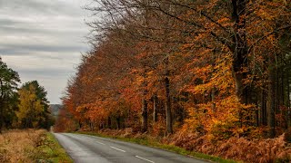 Cannock chase photography 11112024 [upl. by Lebiram]