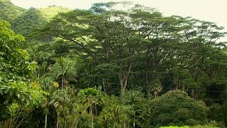 Albizia tree removal at Lyon Arboretum protects people and plants [upl. by Asor383]